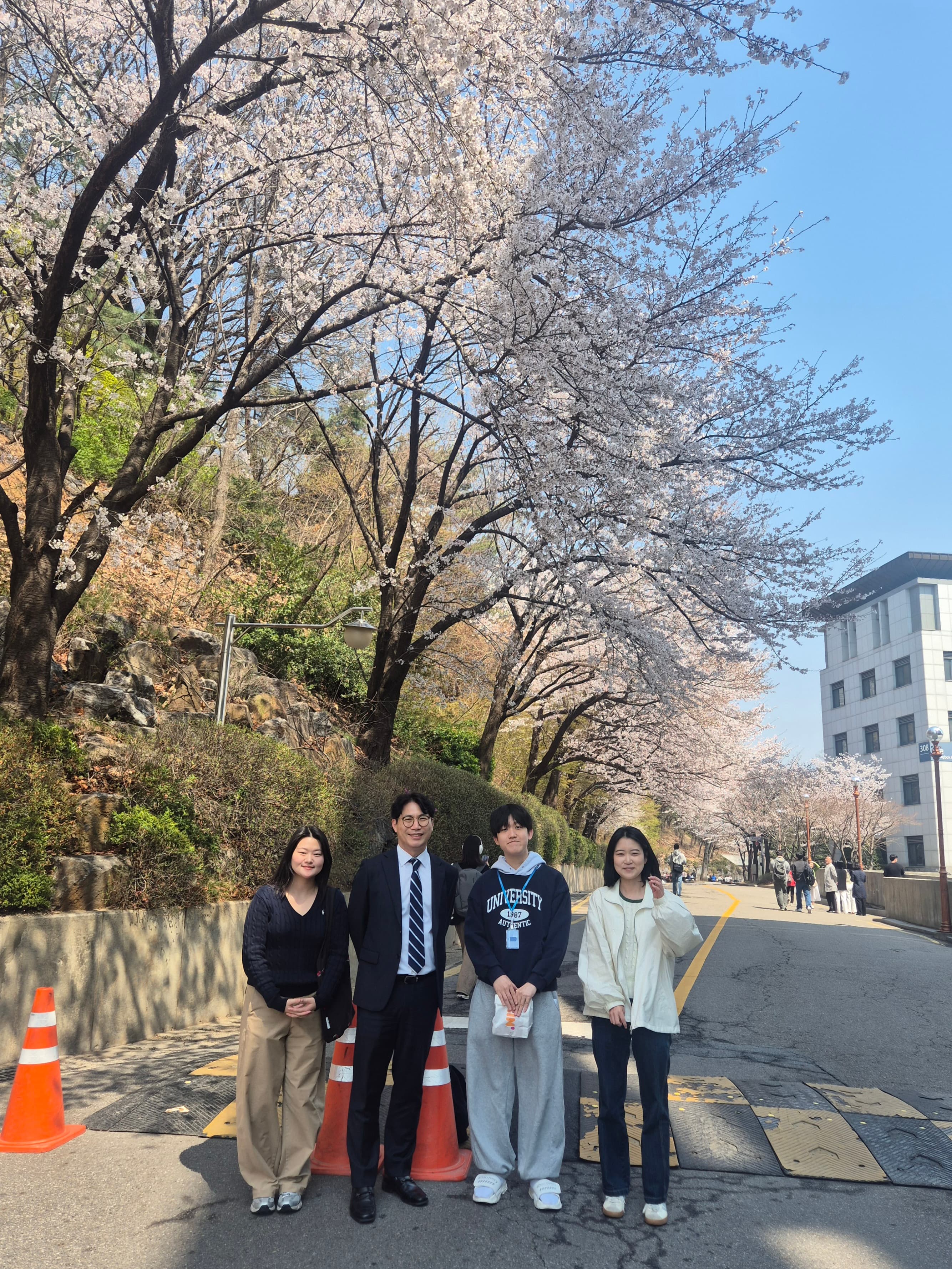 연세대학교 캠퍼스 벚꽃 나들이