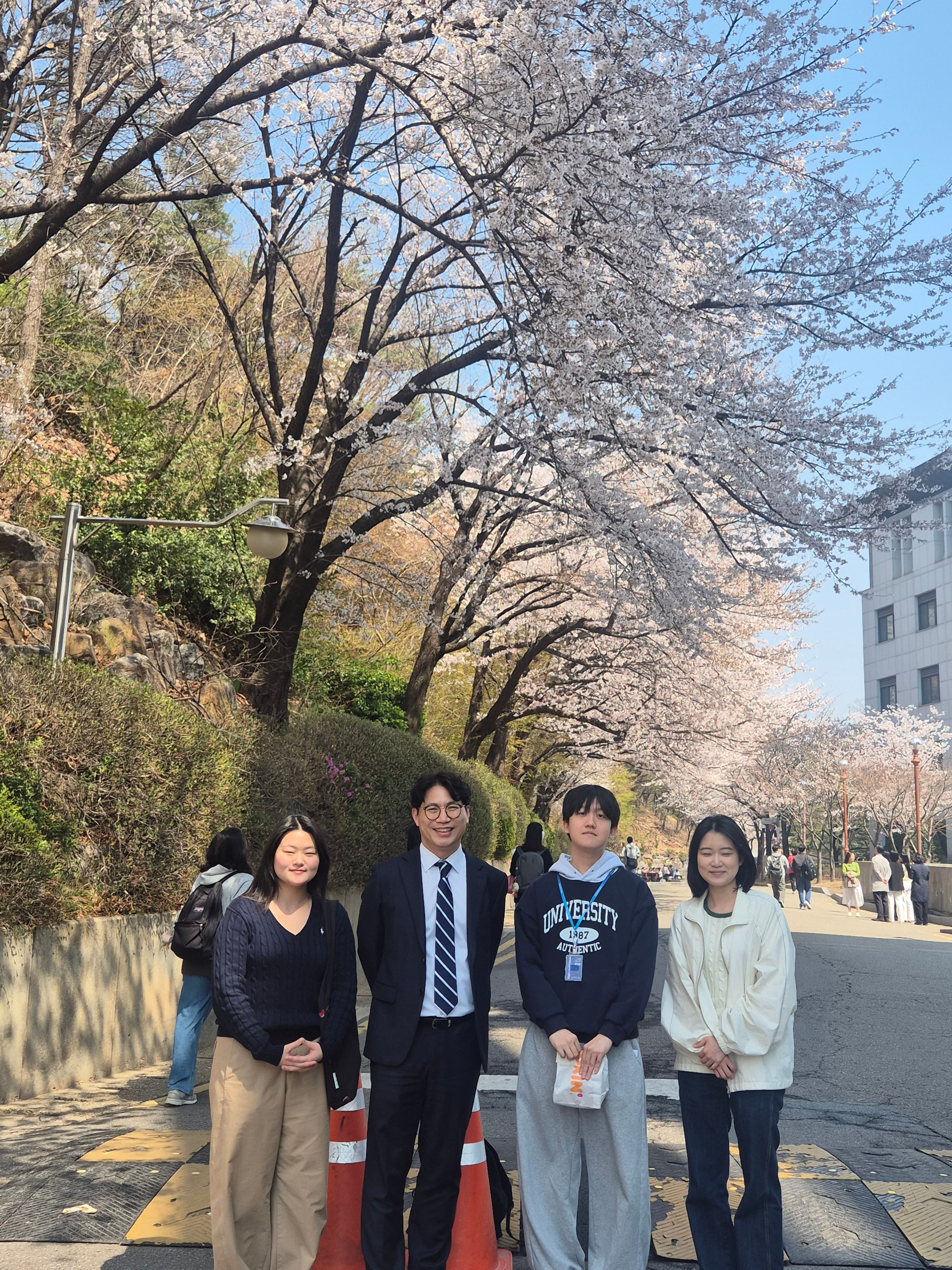 연세대학교 캠퍼스 벚꽃 나들이 4